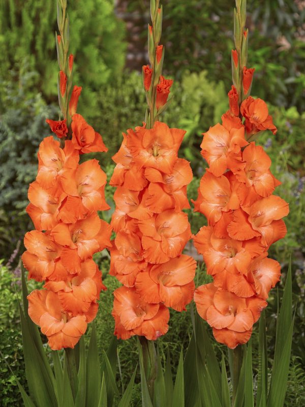 3 Orange gladiolus named Lucifer