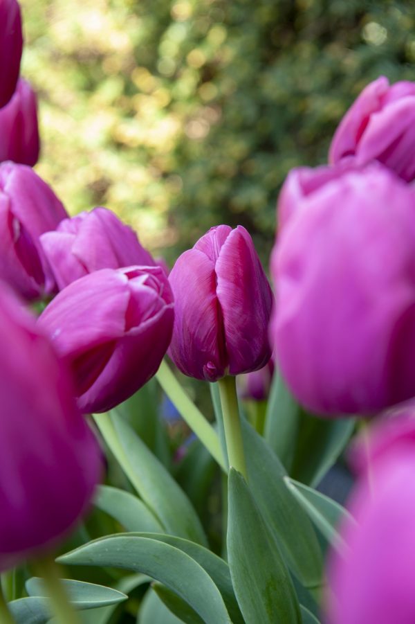 Purple tulp Milkshake