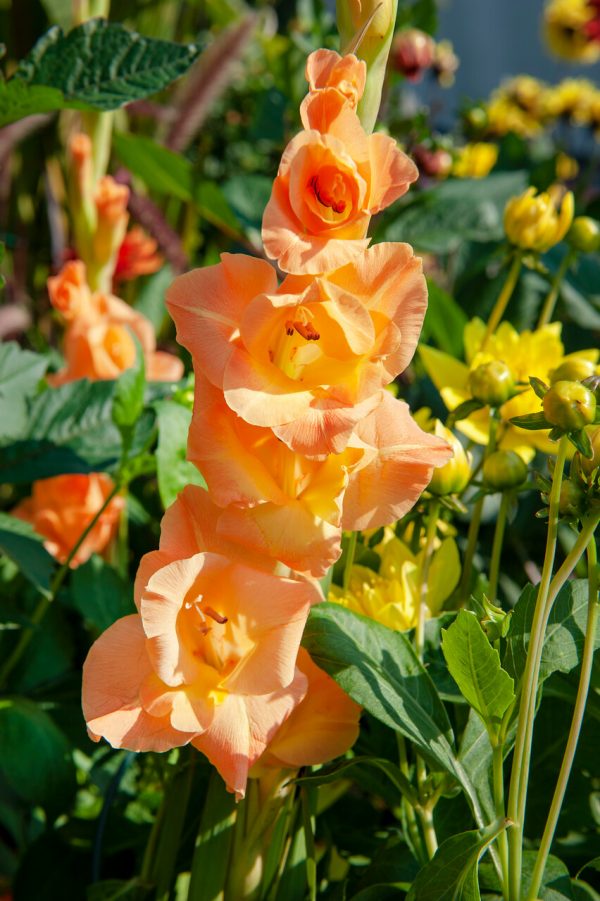 Beautiful orange gladiolus in a garden