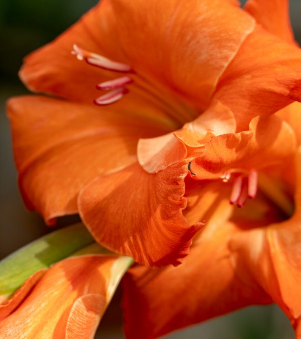 Close up of a beautiful orange gladiolus