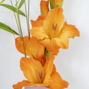 Beautiful orange gladiolus in pink vase