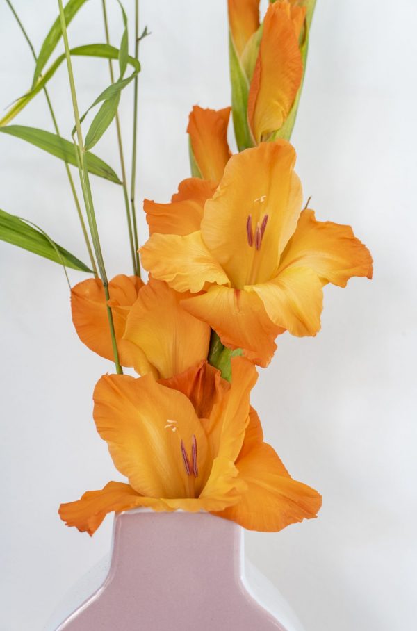 Beautiful orange gladiolus in pink vase