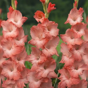 Salmon colored gladiolus