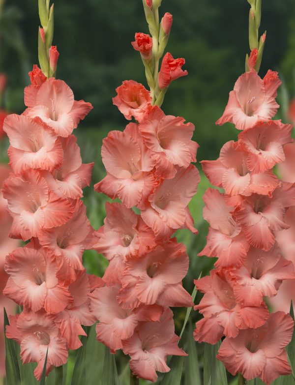 Salmon colored gladiolus