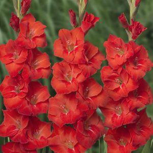 3 Red Gladiolus in a field