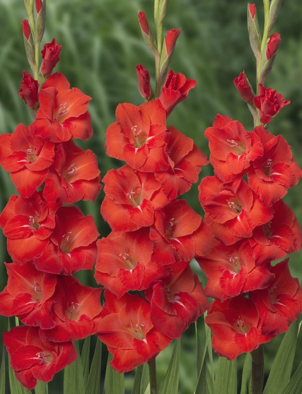 3 Red Gladiolus in a field