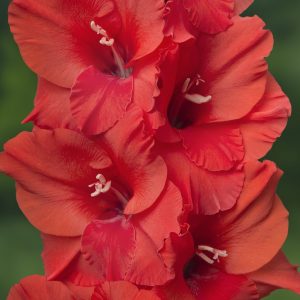 Close up of a red gladiolus with big flowers