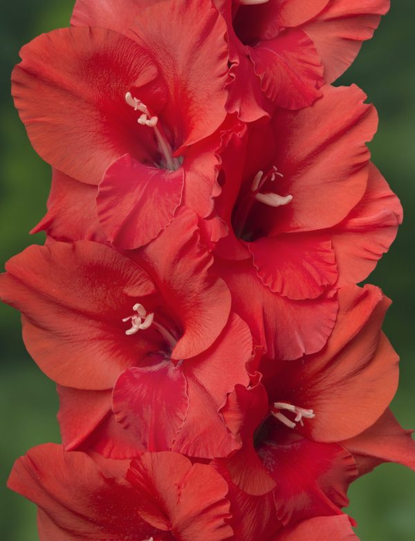 Close up of a red gladiolus with big flowers