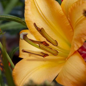 Closeup of an orange lily