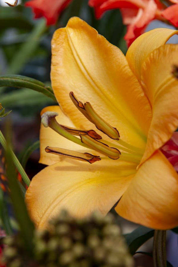 Closeup of an orange lily