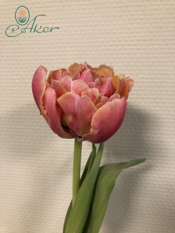 Single double salmon colored tulip