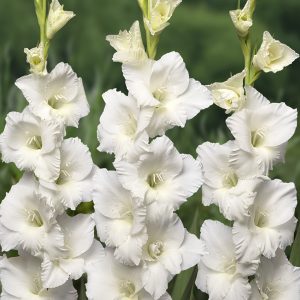 Close up of 3 beautiful white gladiolus