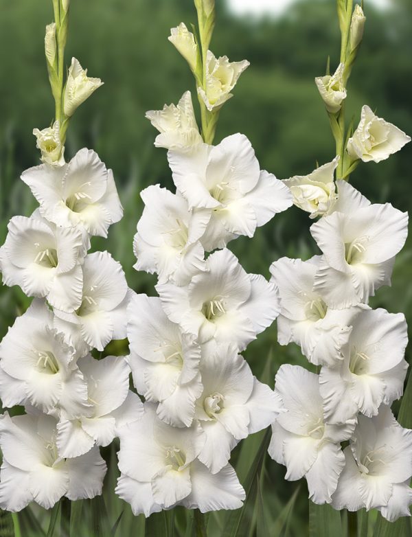 Close up of 3 beautiful white gladiolus