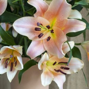 Closeup of salmon lily with yellow heart