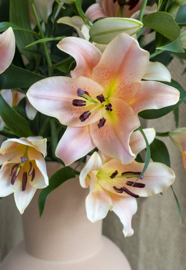 Closeup of salmon lily with yellow heart