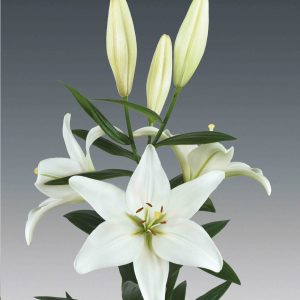 Beautiful white lily with 6 buds