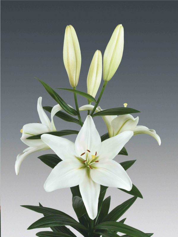 Beautiful white lily with 6 buds