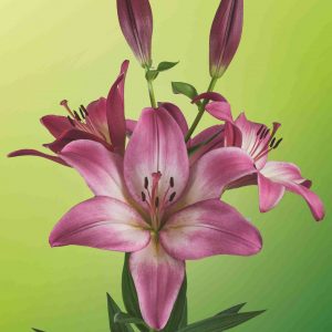 Palena stunning pink lily