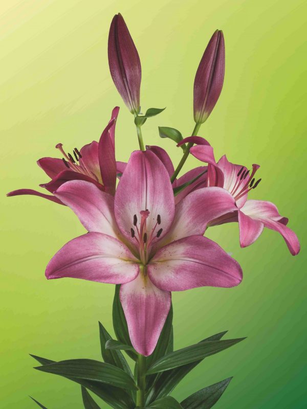 Palena stunning pink lily
