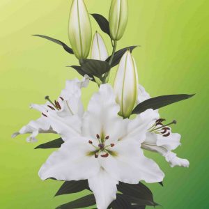 Sisto, beautiful white lily flowering