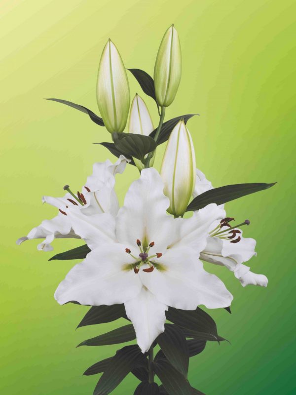 Sisto, beautiful white lily flowering