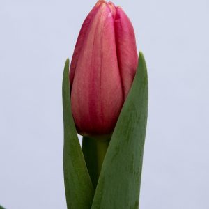 Beautiful pink tulip Ace Pink