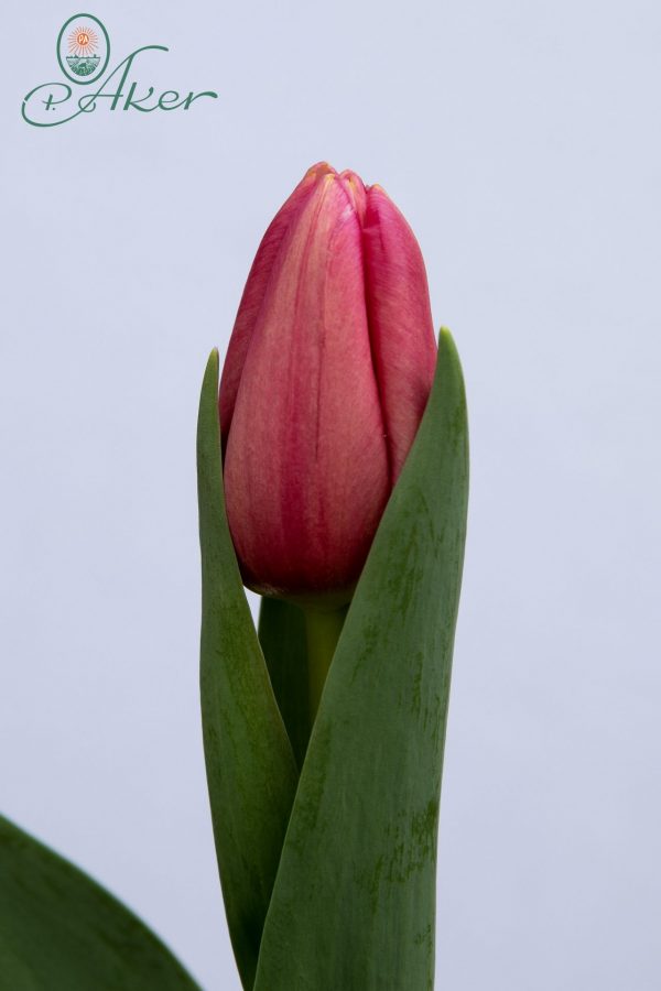 Beautiful pink tulip Ace Pink