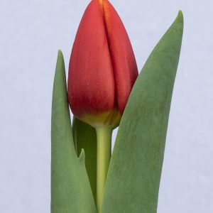 Beautiful red tulip Body Builder