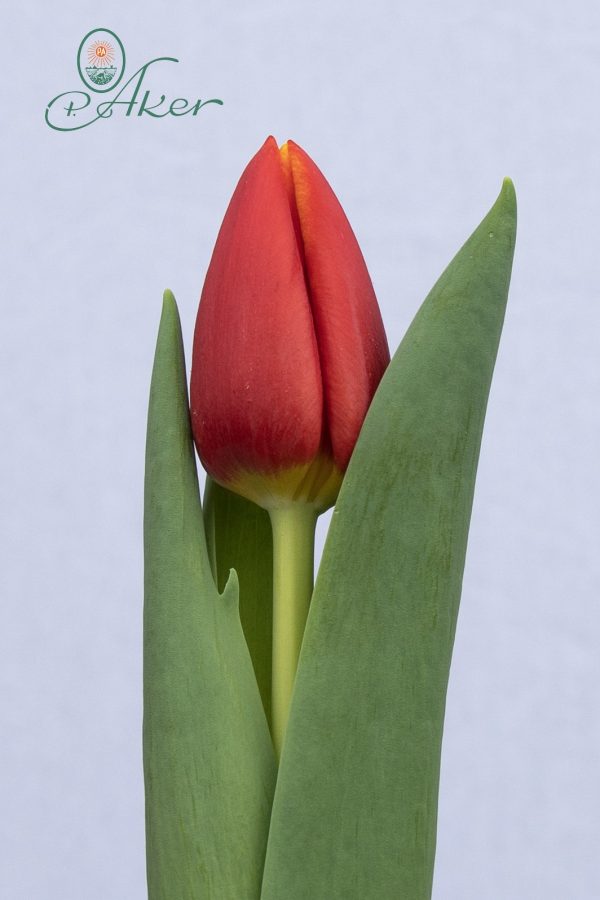 Beautiful red tulip Body Builder
