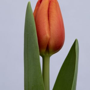 Gorgeous Red tulip Cadans