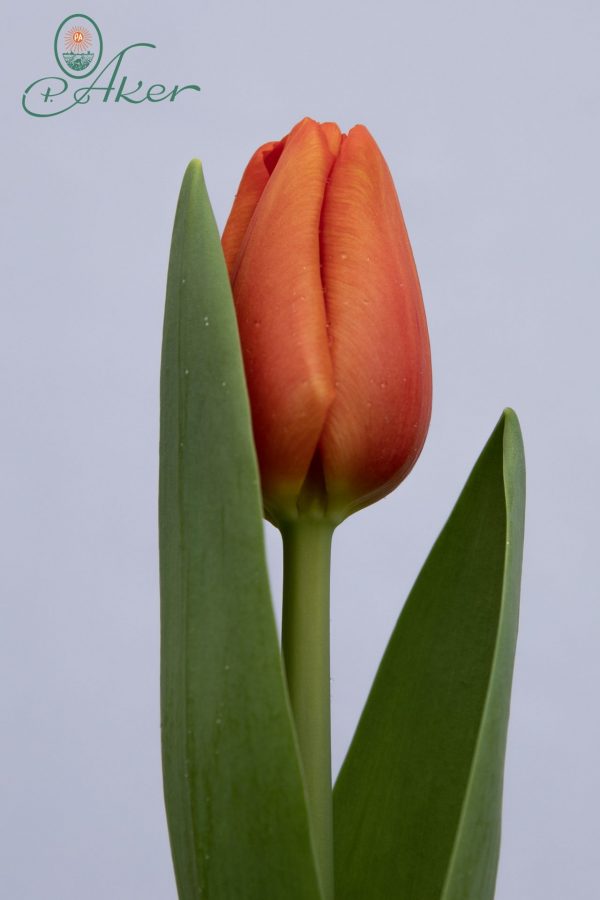 Gorgeous Red tulip Cadans