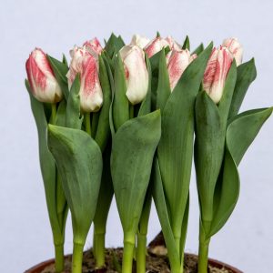 Beautiful pot tulips calgary Sensation