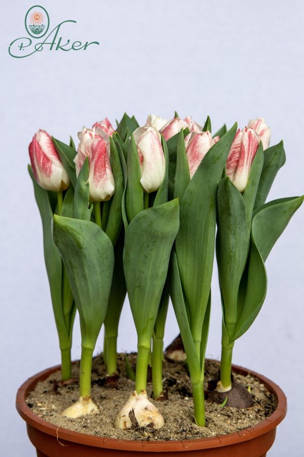 Beautiful pot tulips calgary Sensation