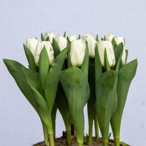 Ivory white tulip Calgary