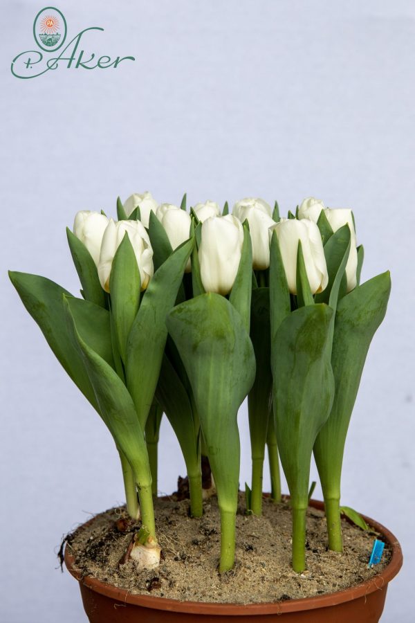 Ivory white tulip Calgary