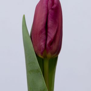 Di Leuca single pink tulipa
