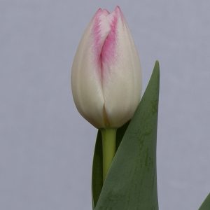 Singel creme/pink tulip Donatello