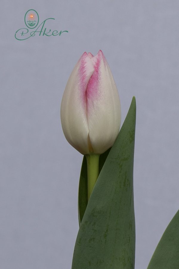 Singel creme/pink tulip Donatello
