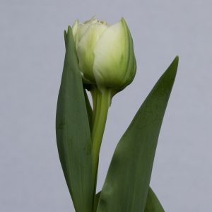 Beautiful double tulip 'Fortaleza'
