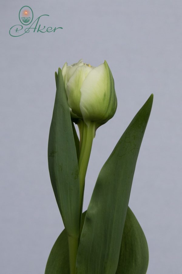 Beautiful double tulip 'Fortaleza'