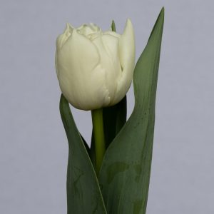 Single double white tulip Iceberg