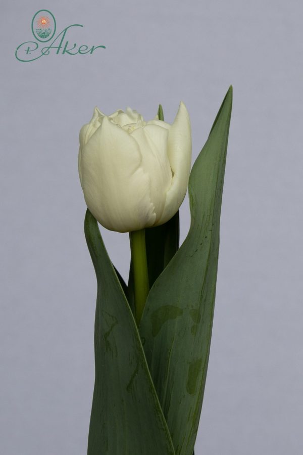 Single double white tulip Iceberg