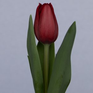 strong red single tulip Invader