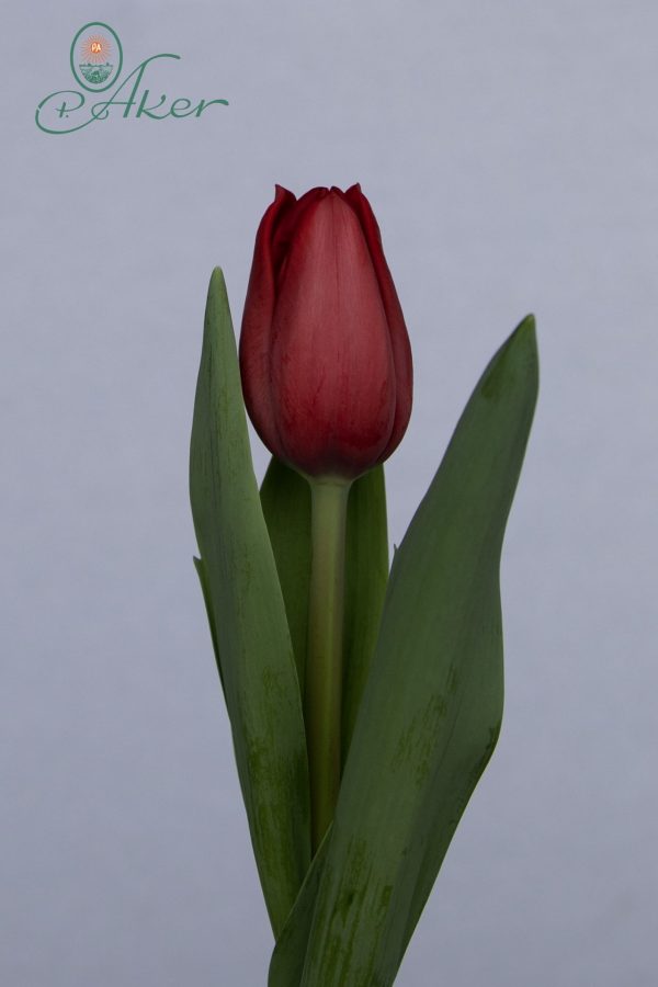 strong red single tulip Invader