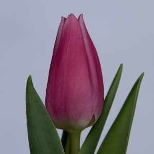 Single pink tulip Irina