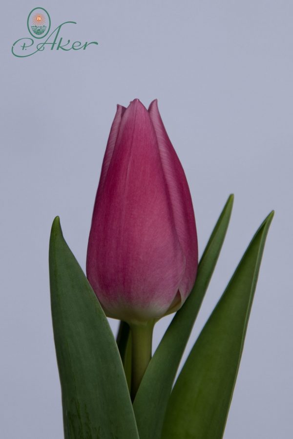 Single pink tulip Irina