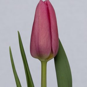 Beautiful pink single tulip Kisha