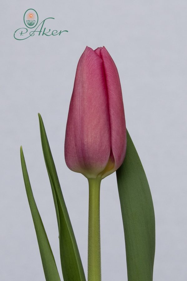 Beautiful pink single tulip Kisha