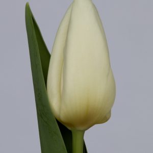 Stunning white tulip Kobla