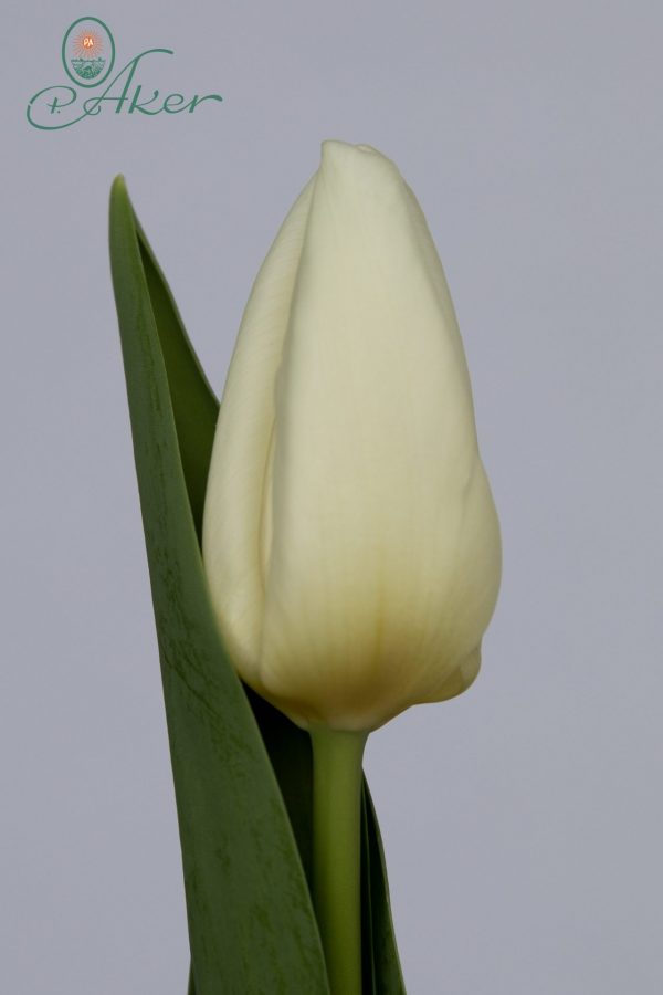 Stunning white tulip Kobla